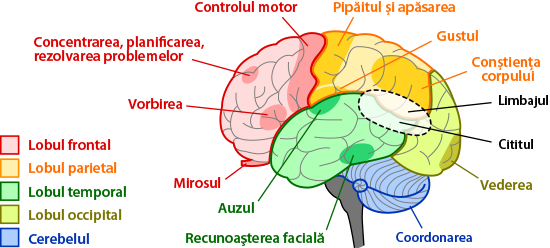 brain-regions-ro.png