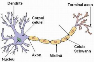 neuron1-300x198.jpeg